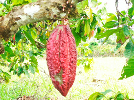 Cacao
